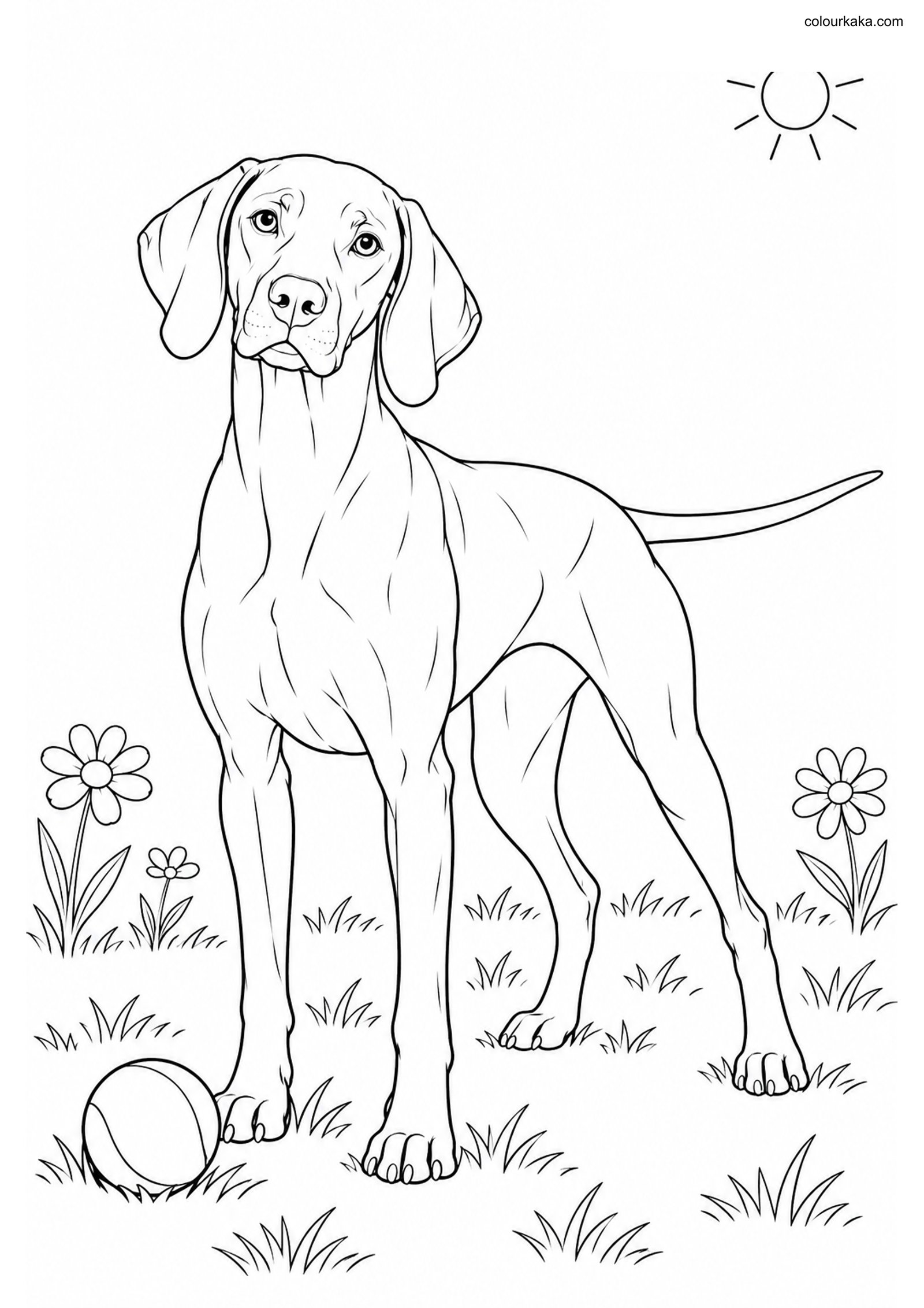 Vizsla Meadow Coloring Page colouring page preview