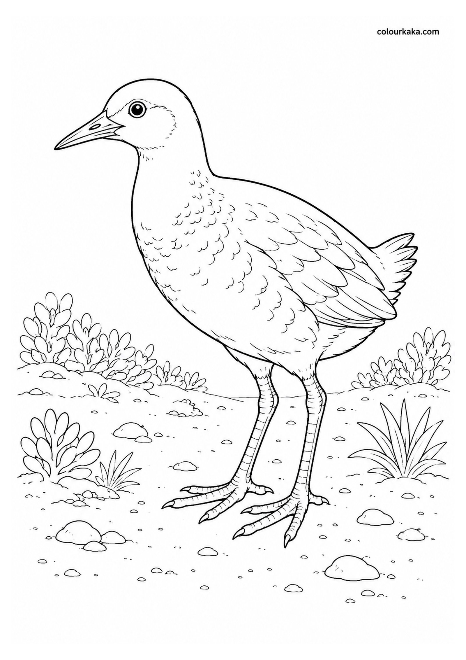 Wake Island Rail Colouring Page colouring page preview