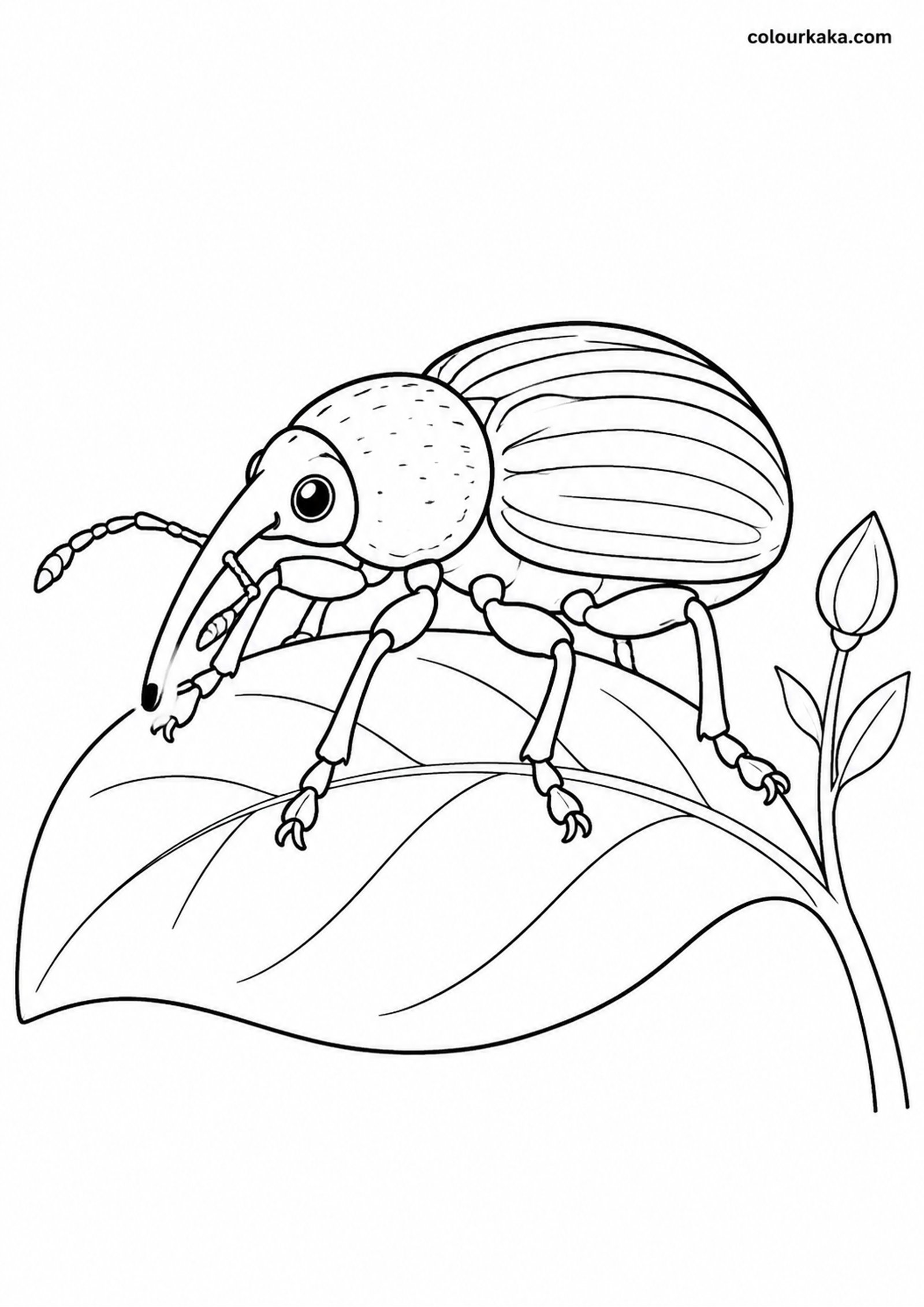 Weevil Leaf Colouring Page colouring page preview