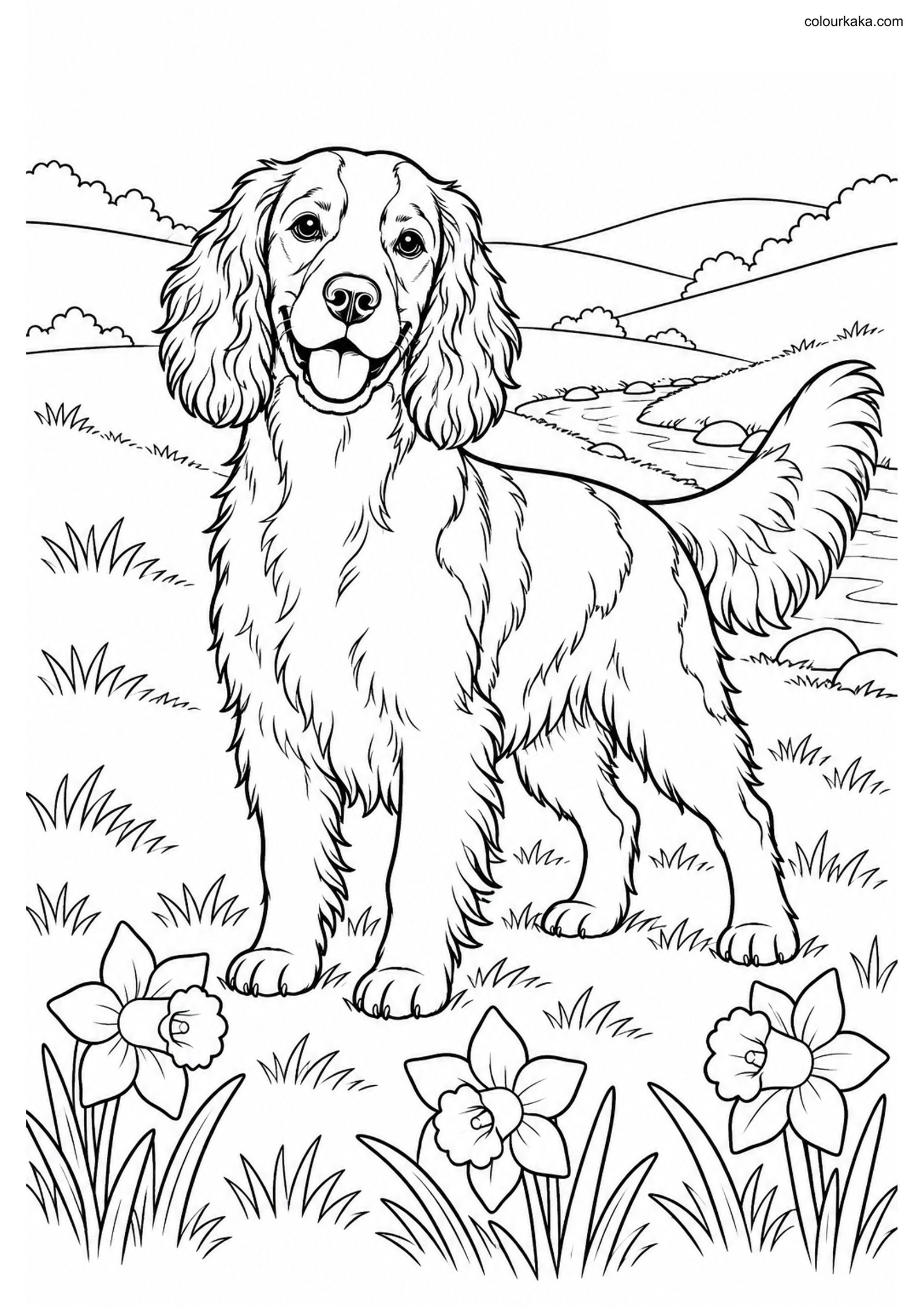 Welsh Springer Spaniel Colouring colouring page preview
