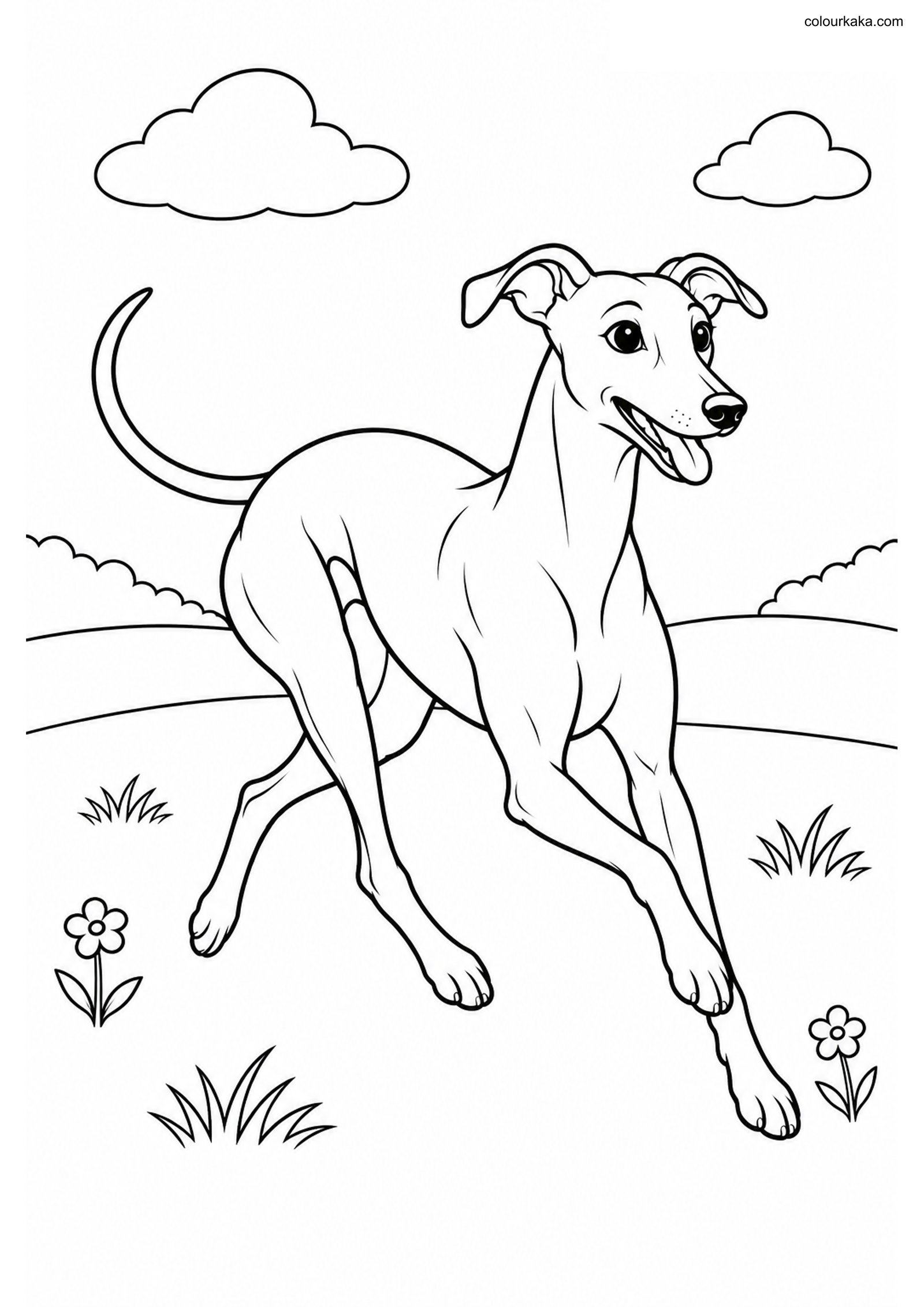 Whippet Dog Colouring Page colouring page preview