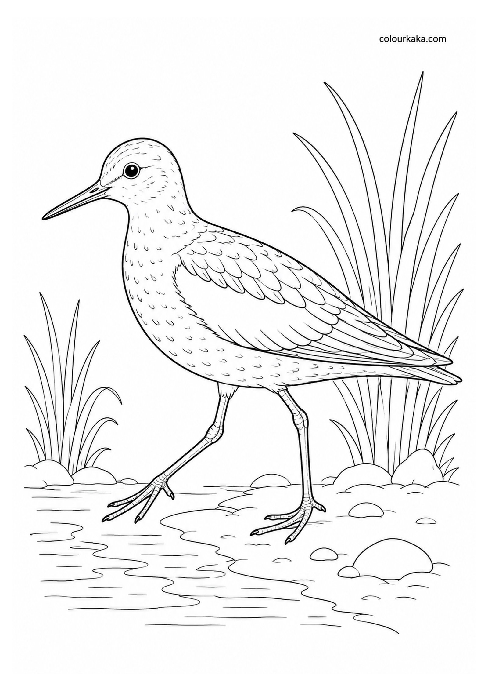 White-winged Sandpiper Colouring Page colouring page preview