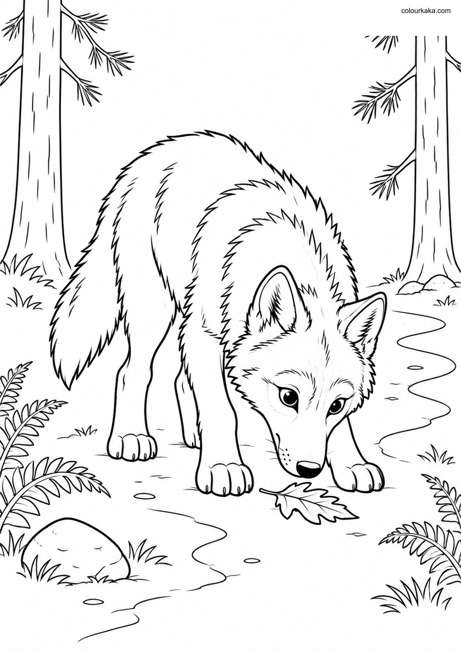 Young Gray Wolf Forest Adventure colouring page preview