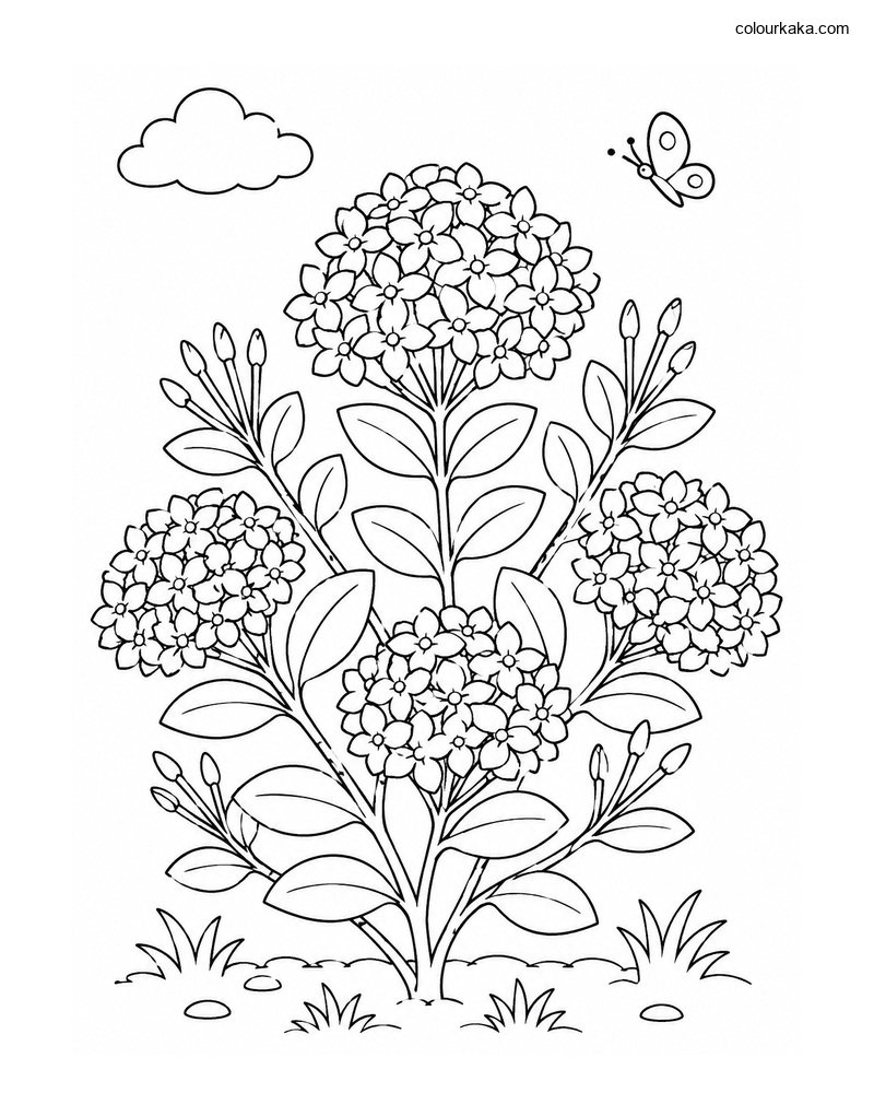 Ixora Flower Colouring Page thumbnail