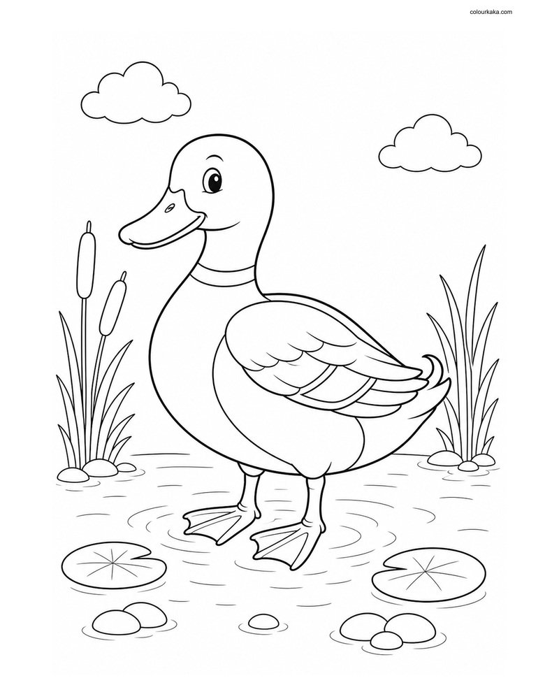 Mallard Duck Printable Colouring thumbnail
