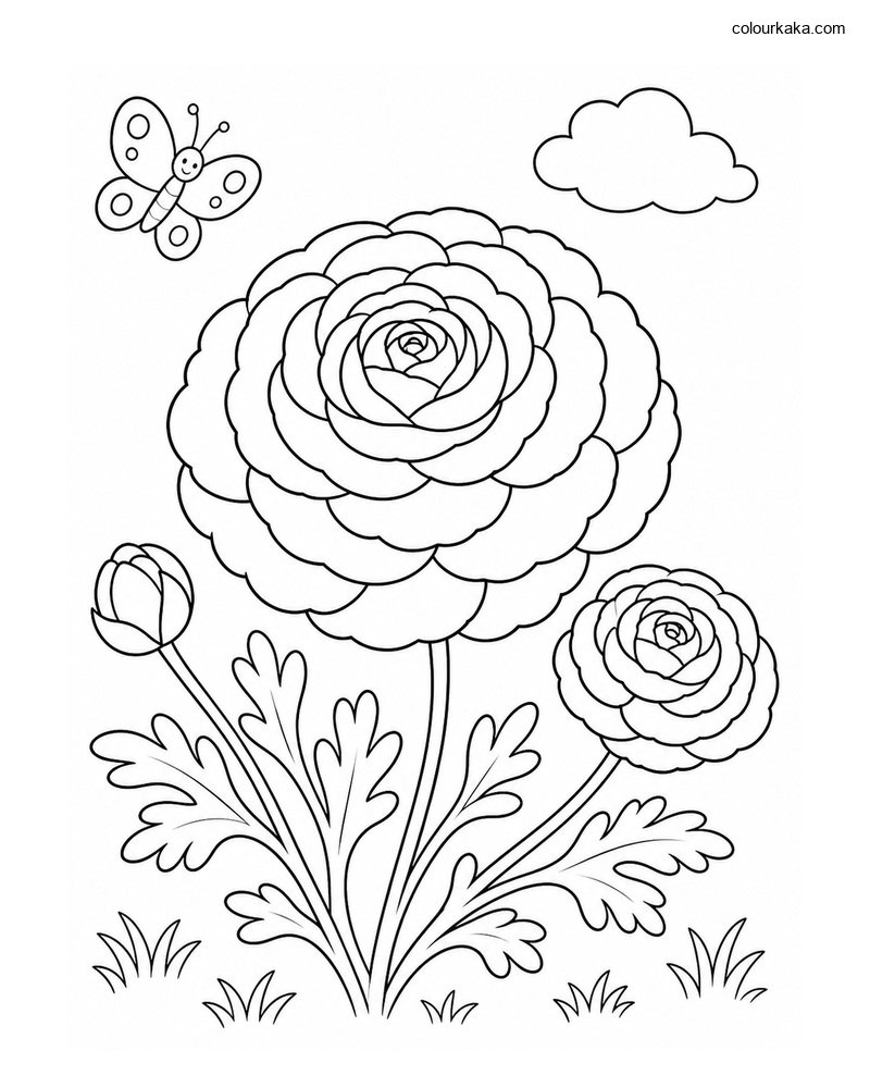 Ranunculus Flower Colouring thumbnail