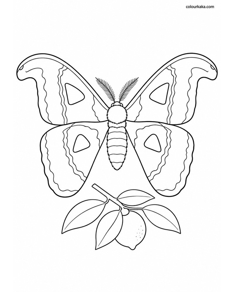 Atlas Moth Colouring Sheet thumbnail