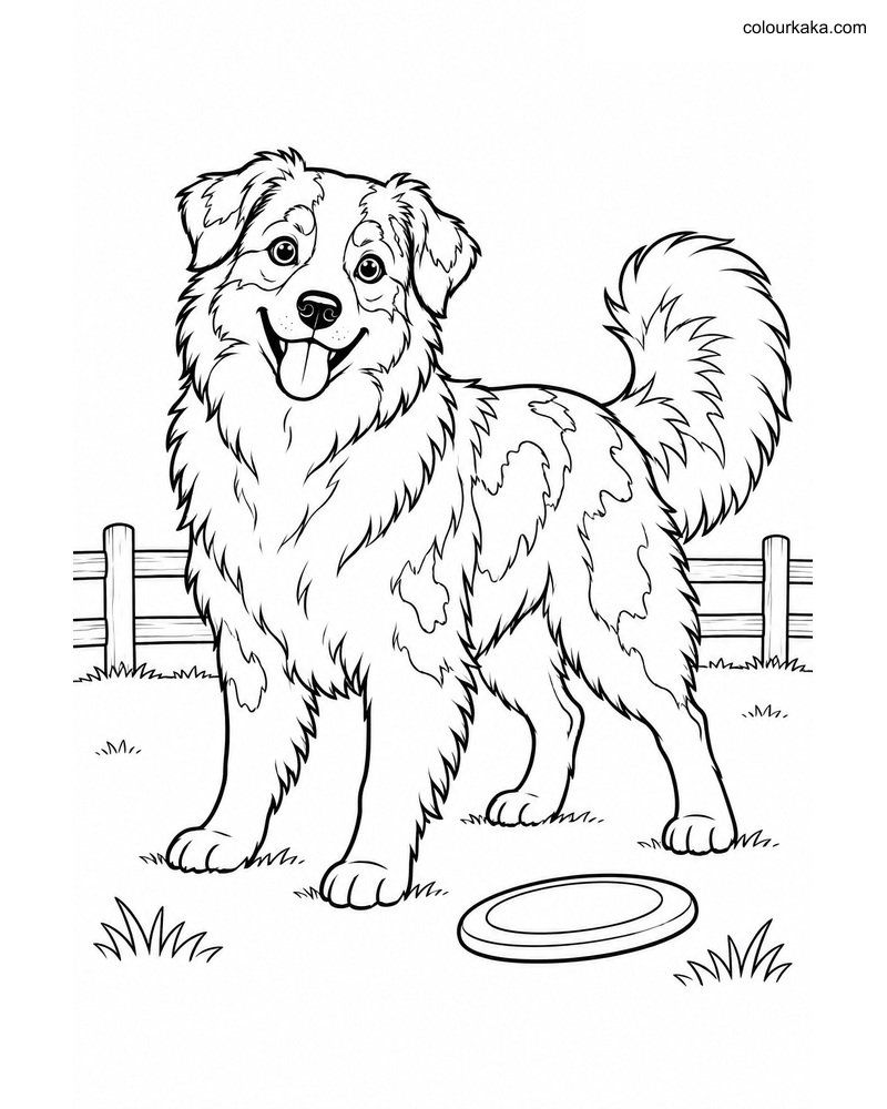 Australian Shepherd Colouring thumbnail
