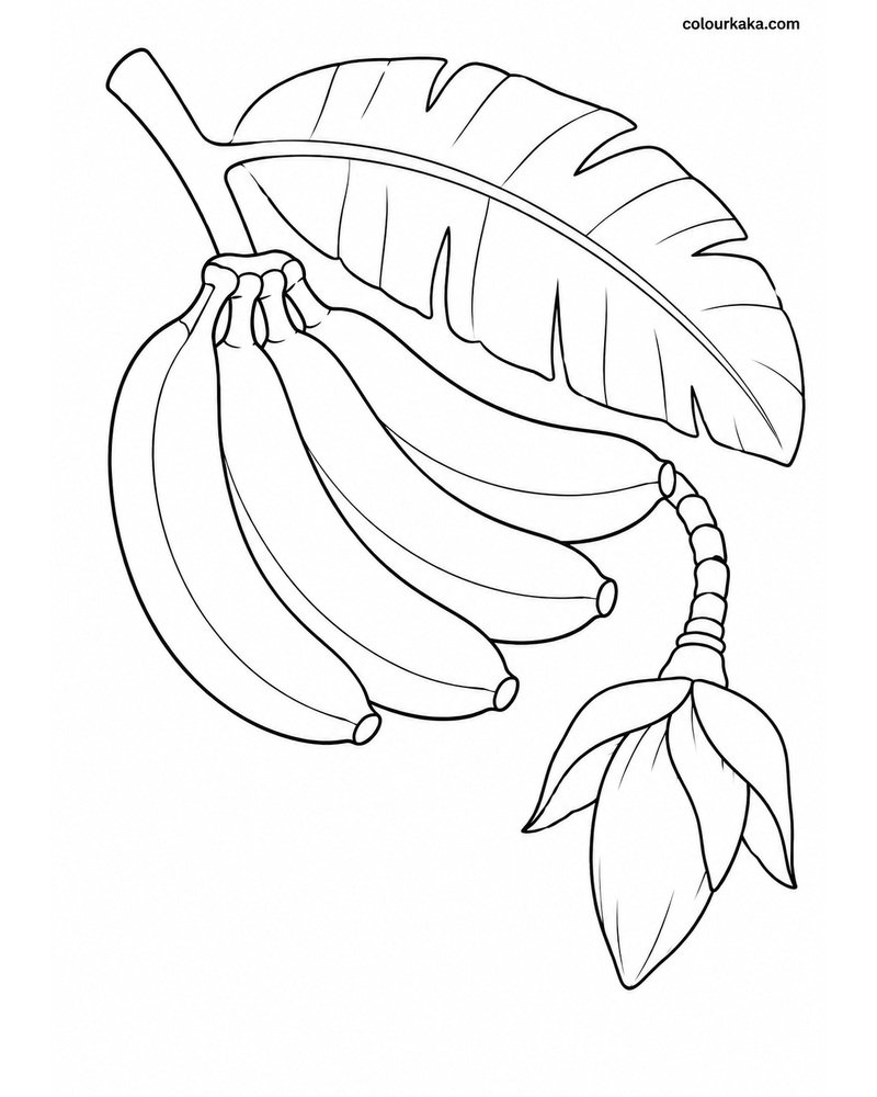 Banana Bunch Colouring Sheet thumbnail