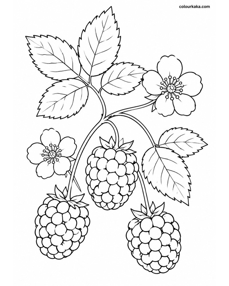Blackberry Bramble Colouring thumbnail