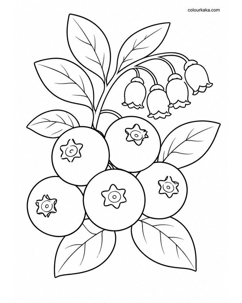 Blueberry Bush Colouring Page thumbnail