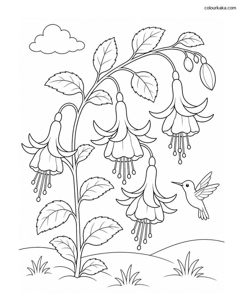 Fuchsia Flower Colouring Page thumbnail