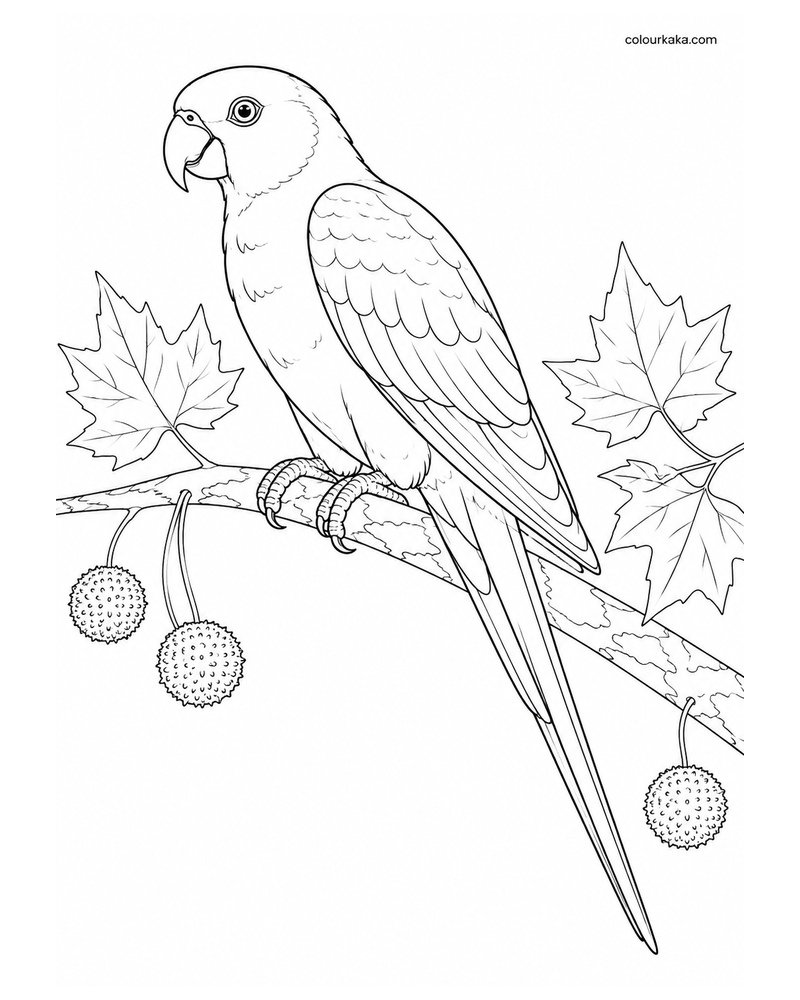 Carolina Parakeet Colouring Page thumbnail