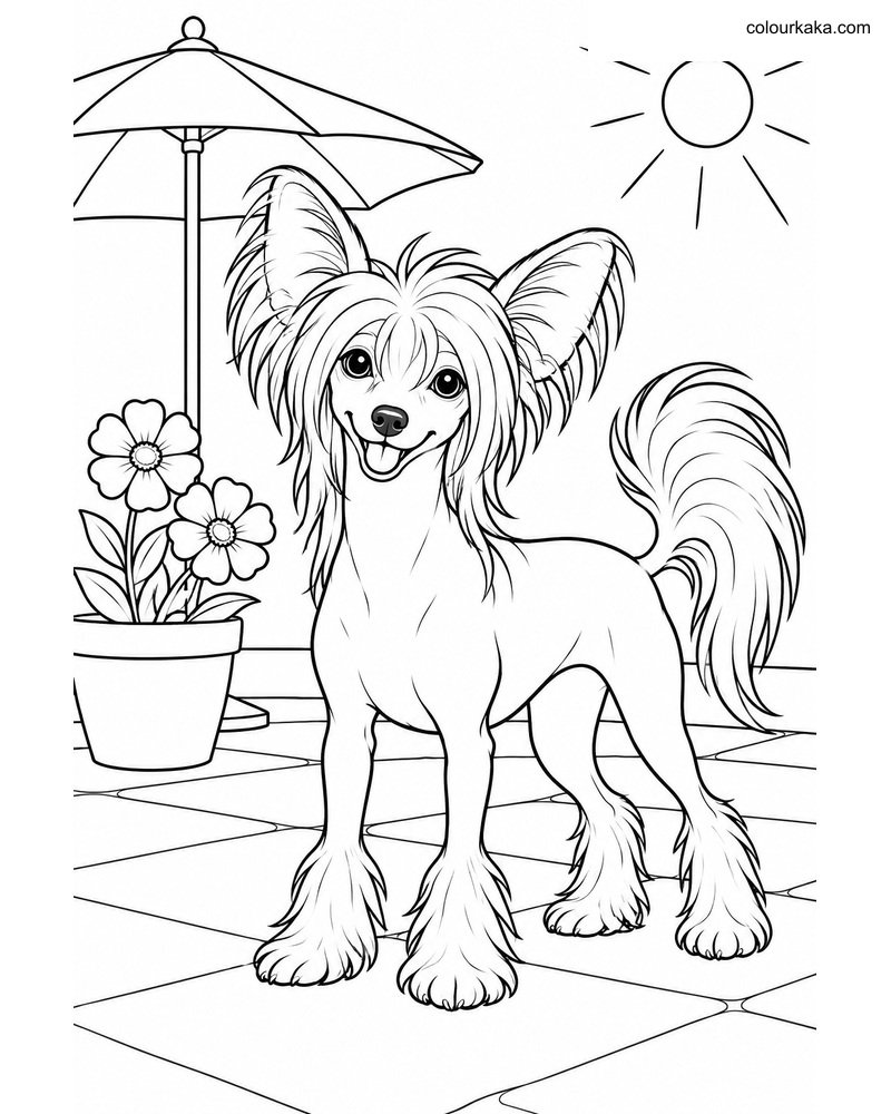 Chinese Crested Colouring Page thumbnail