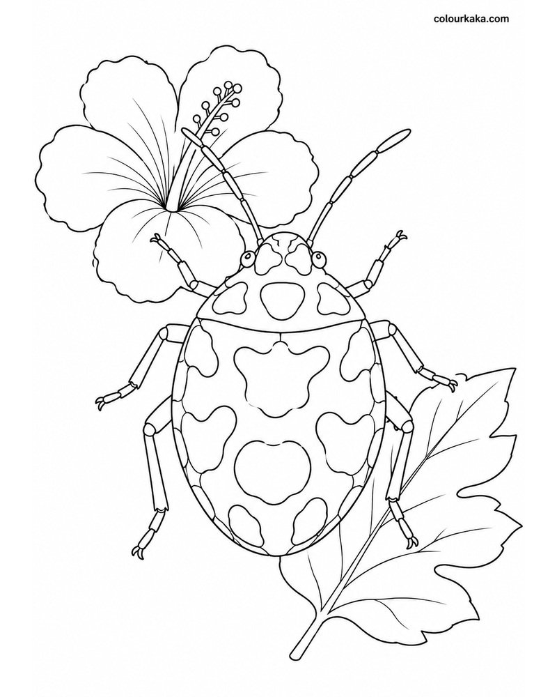 Cotton Harlequin Bug Colouring thumbnail