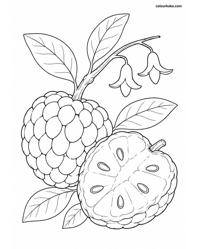 Custard Apple Colouring Page thumbnail