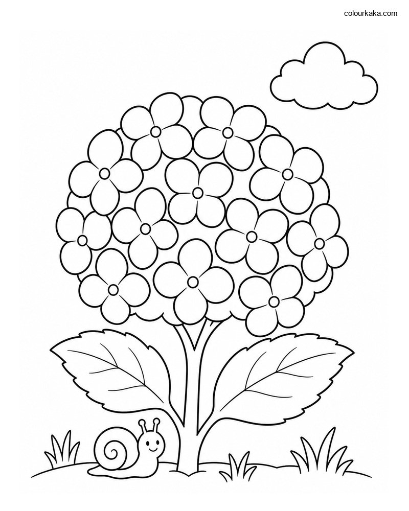 Hydrangea Flower Colouring thumbnail