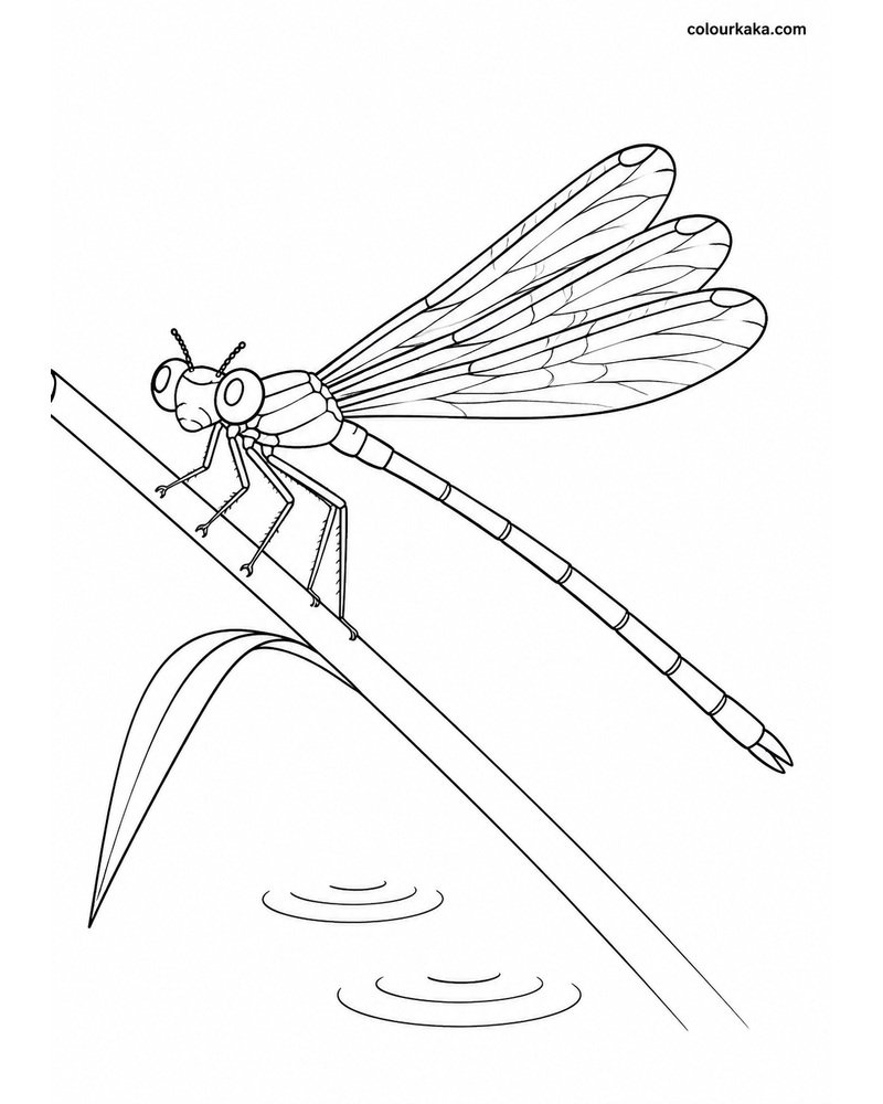 Damselfly Stream Colouring thumbnail