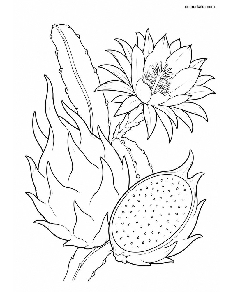 Dragon Fruit Colouring Sheet thumbnail