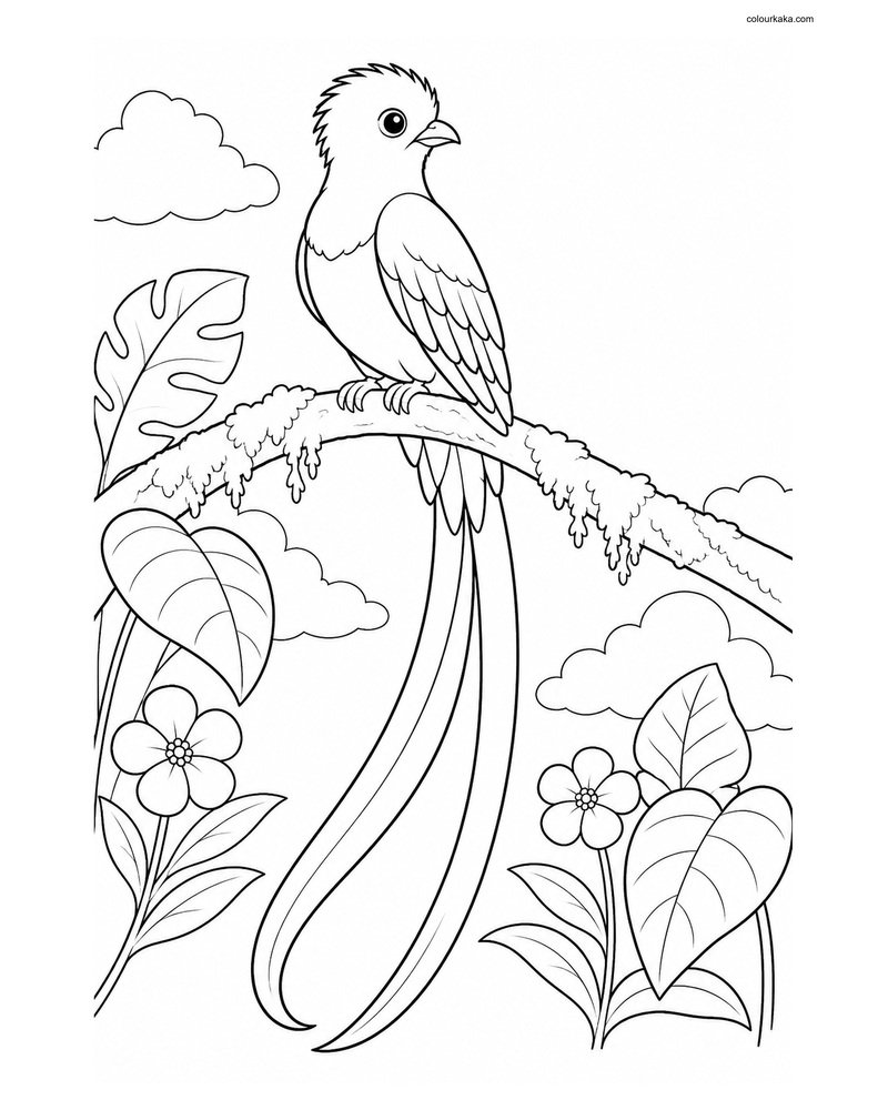 Resplendent Quetzal Colouring Page thumbnail