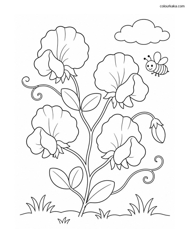 Sweet Pea Flower Colouring thumbnail
