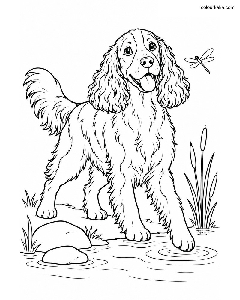 Springer Spaniel Colouring thumbnail