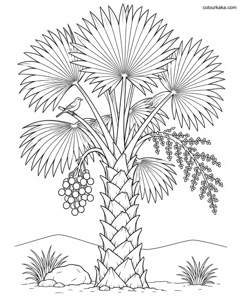 Fan Palm Nature Colouring Page thumbnail
