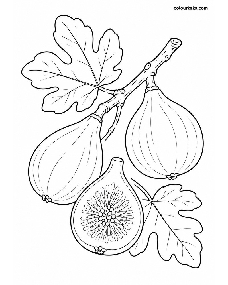 Fig Branch Colouring Activity thumbnail