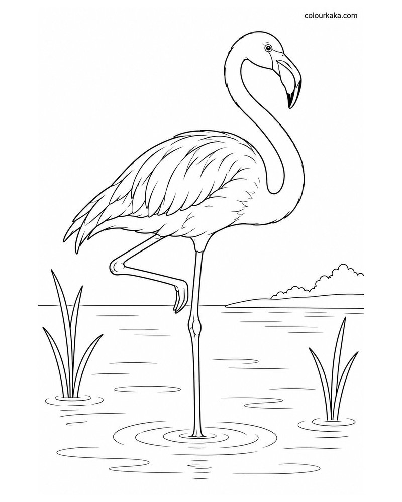 Flamingo Standing on One Leg Colouring Page thumbnail