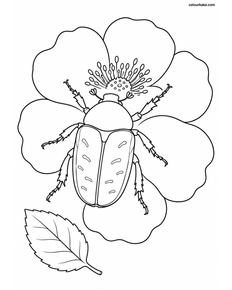 Flower Chafer Beetle Colouring thumbnail