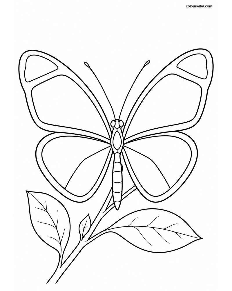 Glasswing Butterfly Colouring thumbnail