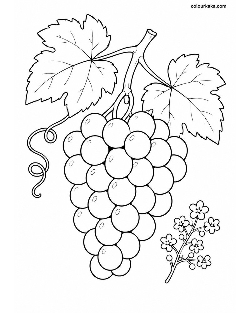 Grape Vine Colouring Activity thumbnail