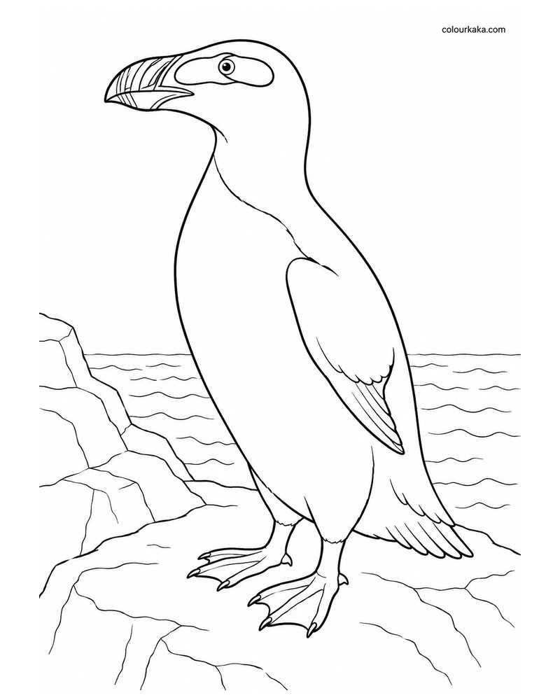 Great Auk Colouring Page thumbnail