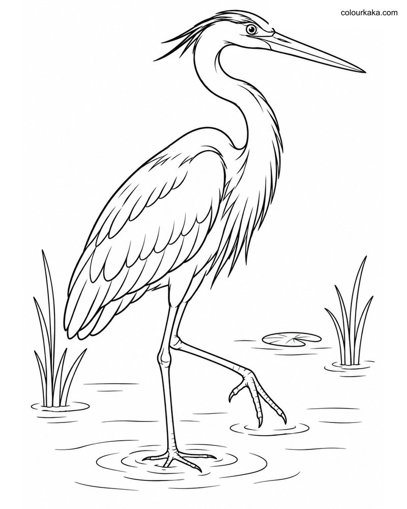 Great Blue Heron Wading Page thumbnail