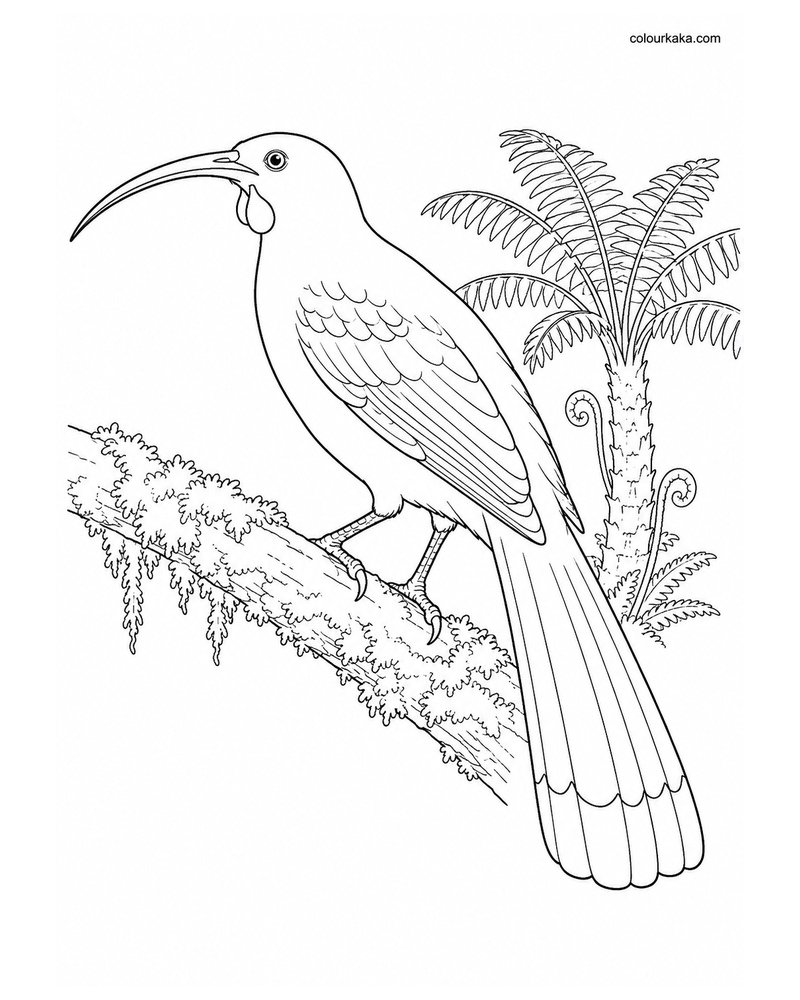 Huia Colouring Page thumbnail