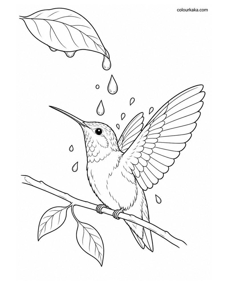 Hummingbird Bathing Colouring Page thumbnail