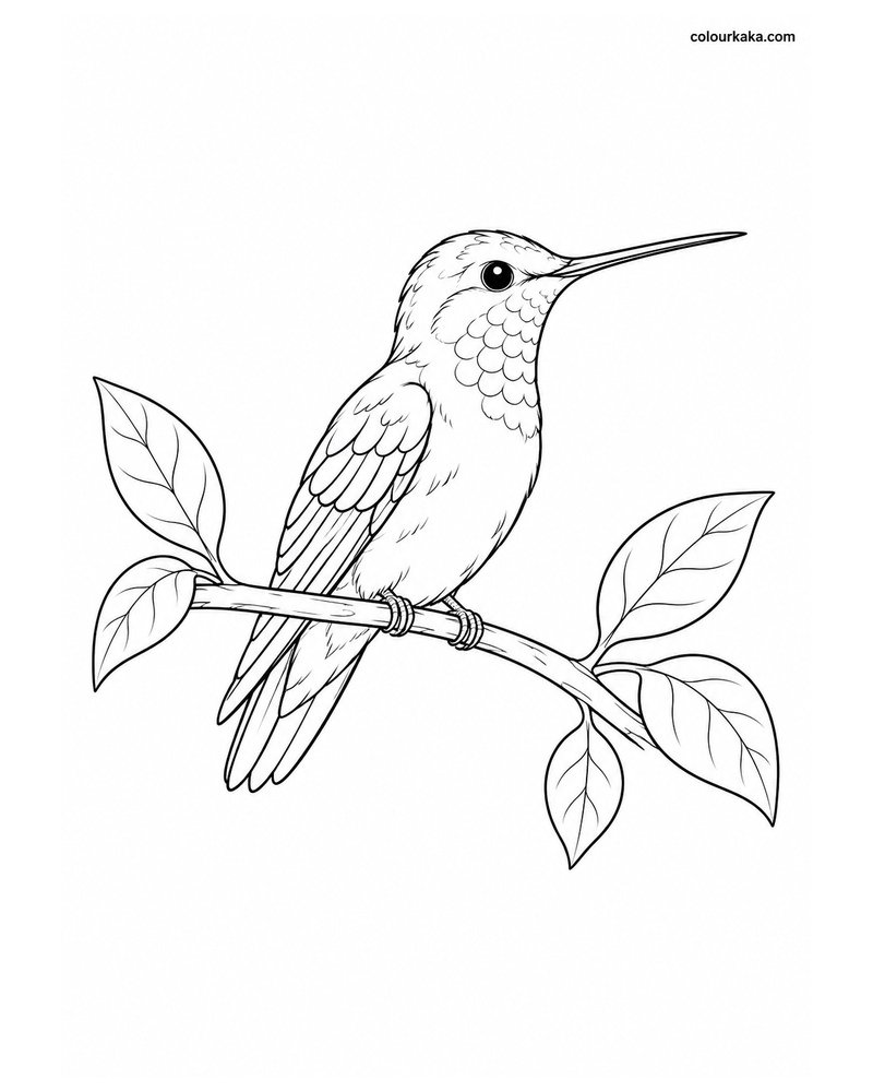 Hummingbird Resting Colouring Page thumbnail