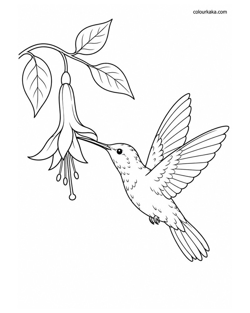 Hummingbird Sipping Nectar Colouring Page thumbnail