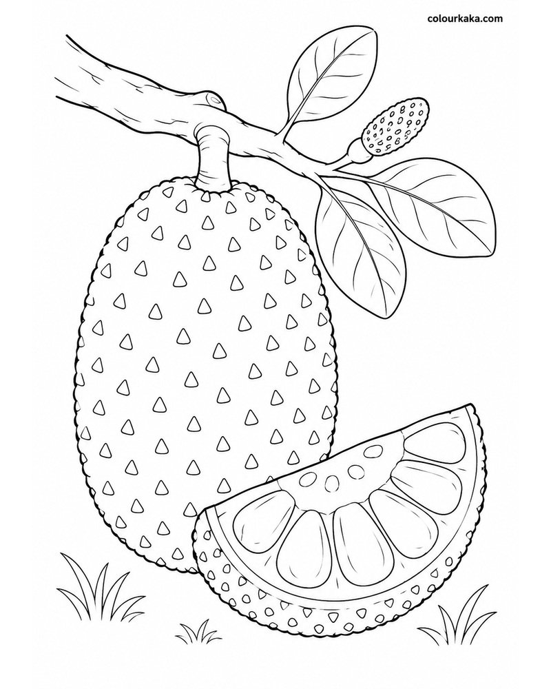 Jackfruit Tree Colouring Page thumbnail