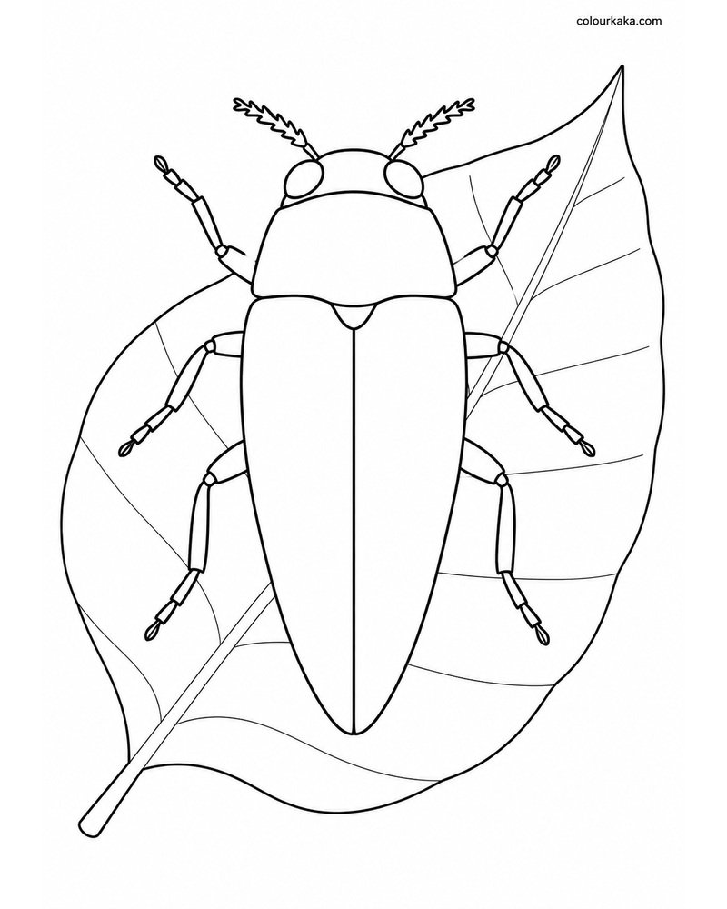 Jewel Beetle Nature Colouring thumbnail