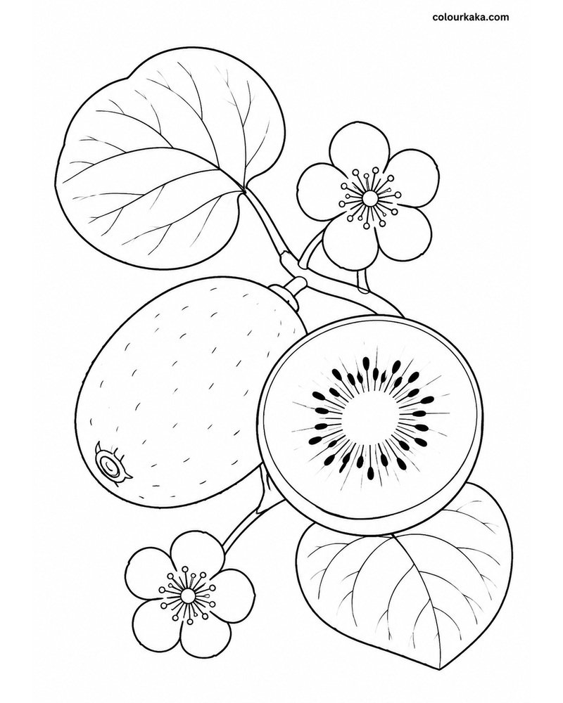 Kiwi Fruit Colouring Activity thumbnail