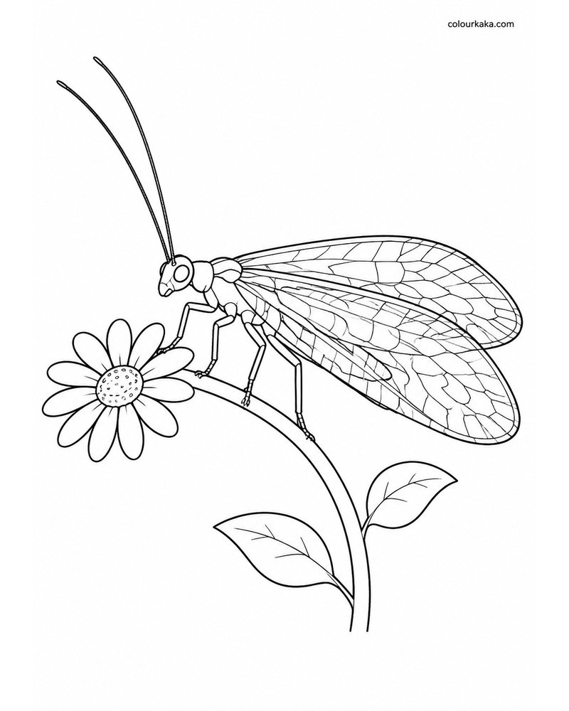 Lacewing Garden Colouring Page thumbnail