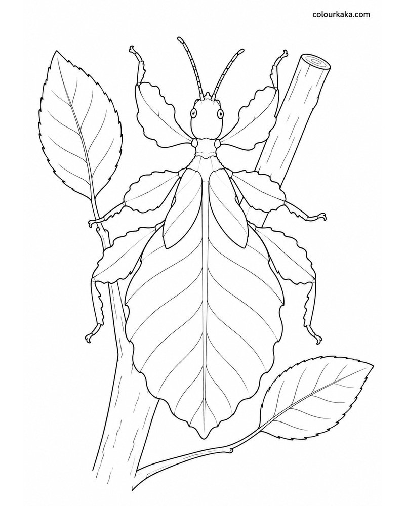 Leaf Insect Camouflage Colouring thumbnail