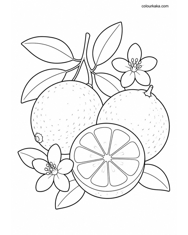 Lime Citrus Colouring Sheet thumbnail