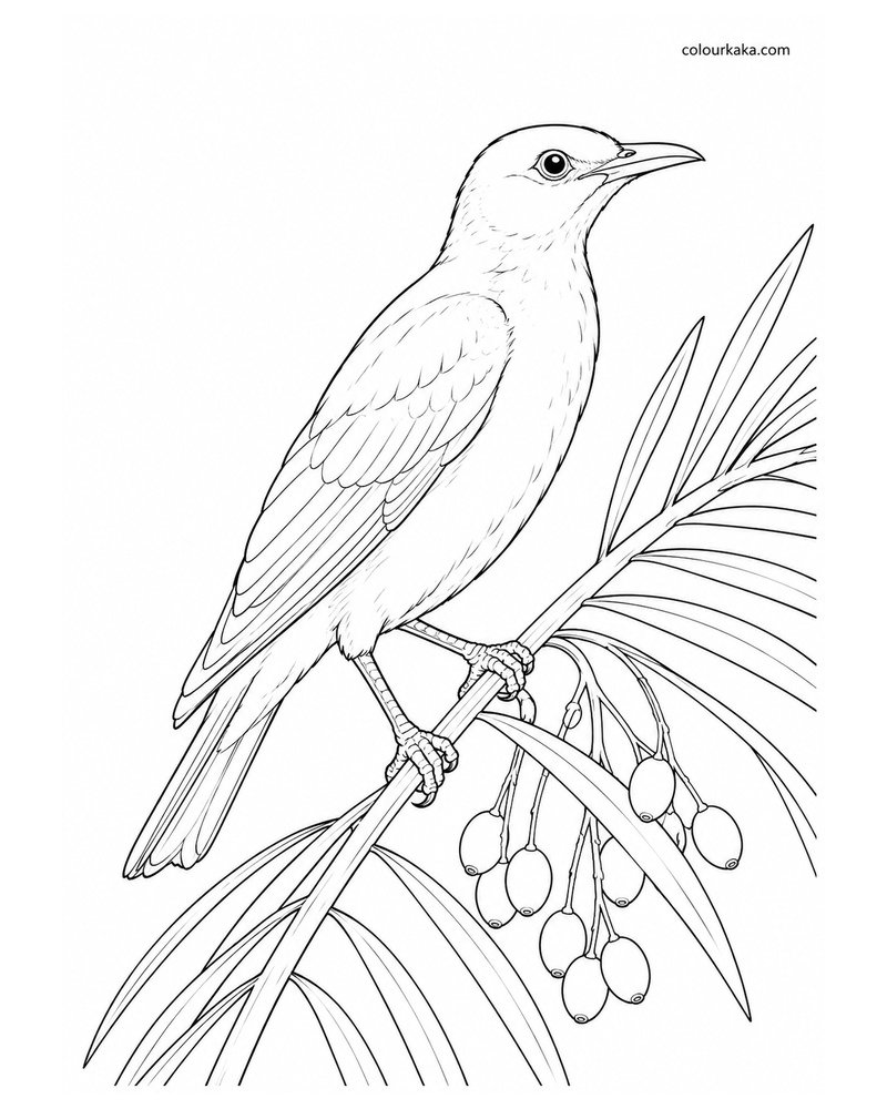 Lord Howe Starling Colouring Page thumbnail