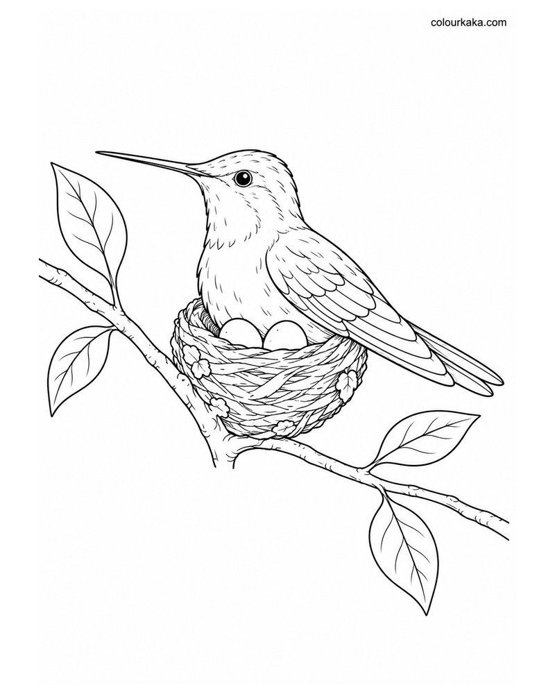 Mother Hummingbird Colouring Page thumbnail