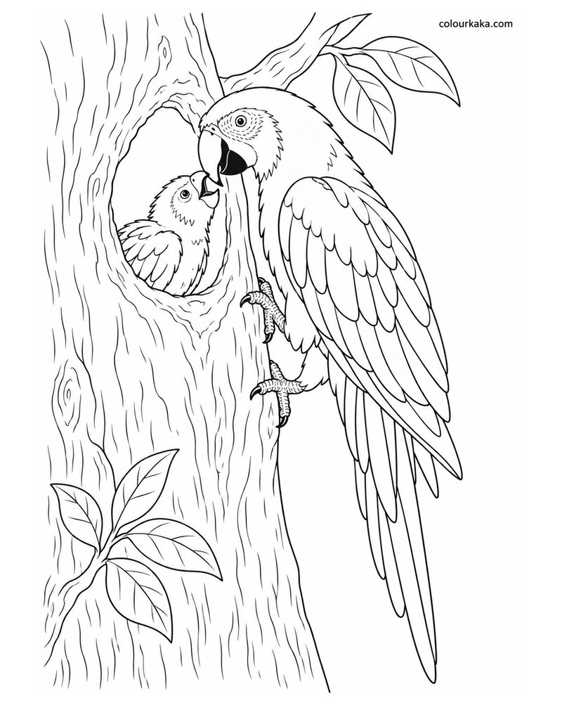 Mother Scarlet Macaw Feeding Her Chick Colouring Page thumbnail