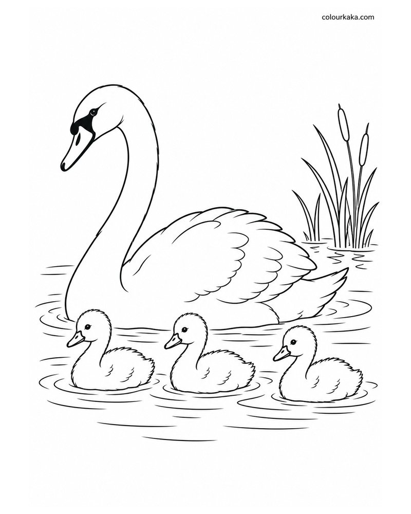 Mother Swan with Chicks Colouring thumbnail