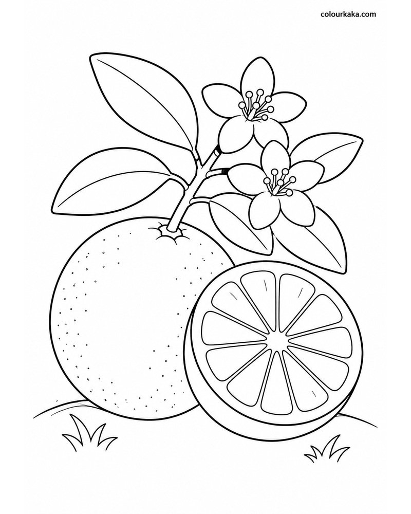 Orange Citrus Colouring Page thumbnail