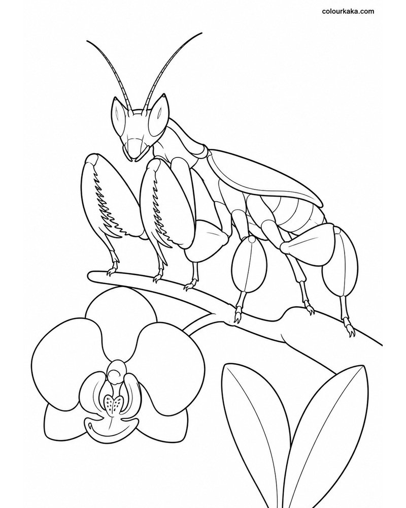 Orchid Mantis Flower Colouring thumbnail